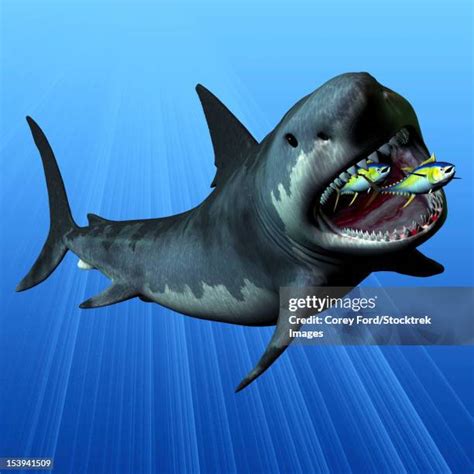 268 Megalodon Stock Photos & High.